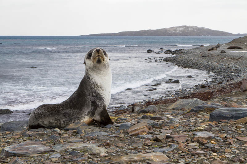 Antarctic Fur Seal