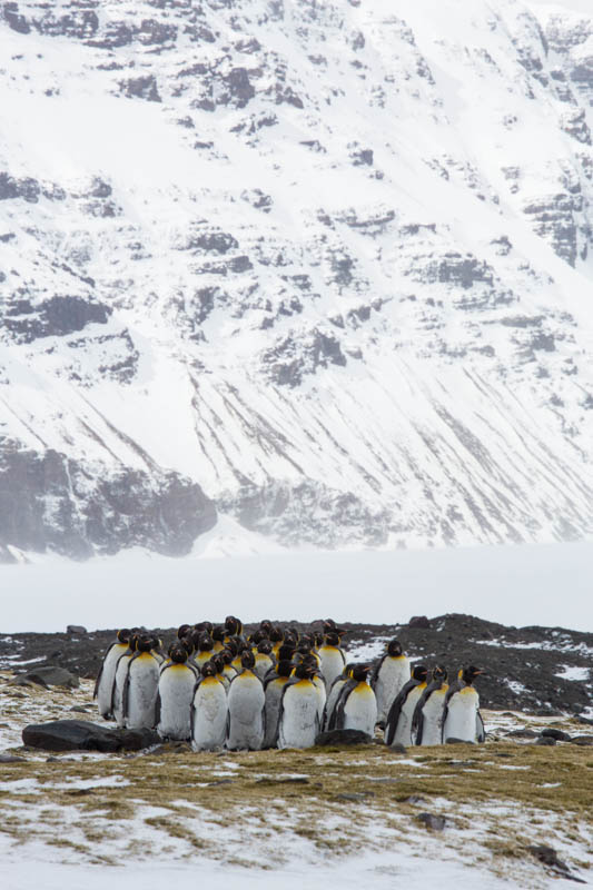 King Penguins