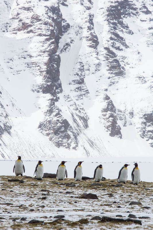 King Penguins