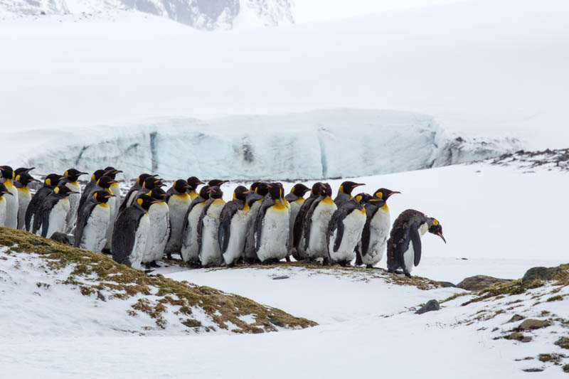 King Penguins