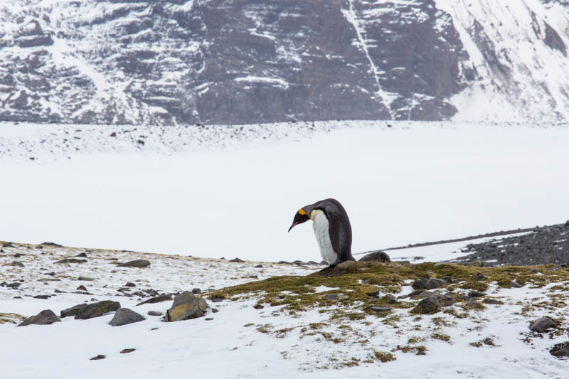 King Penguin