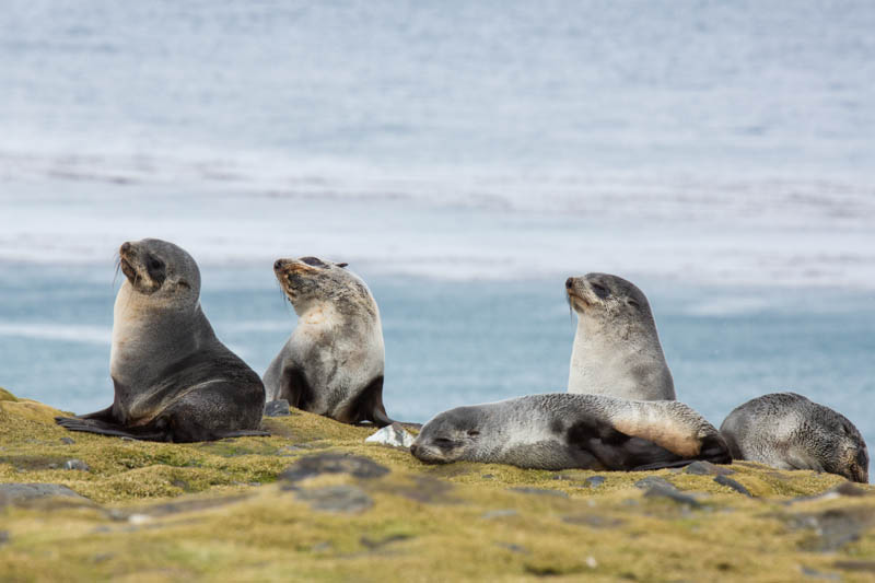 Antarctic Fur Seals