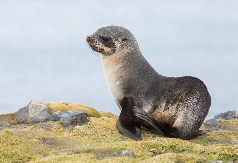 Antarctic Fur Seal