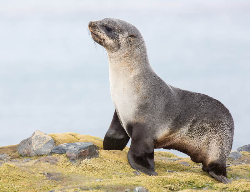 Antarctic Fur Seal