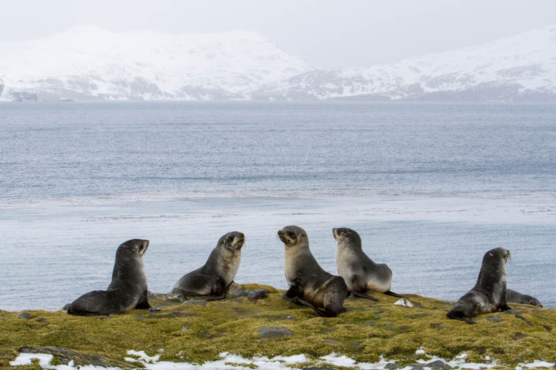 Antarctic Fur Seals