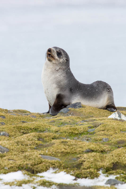 Antarctic Fur Seal