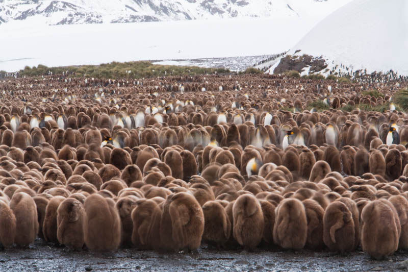 King Penguin Colony