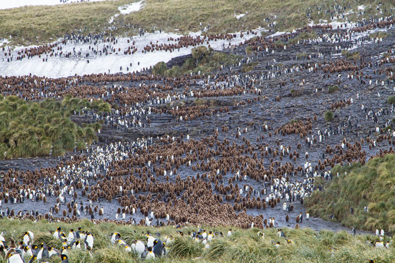 King Penguin Colony