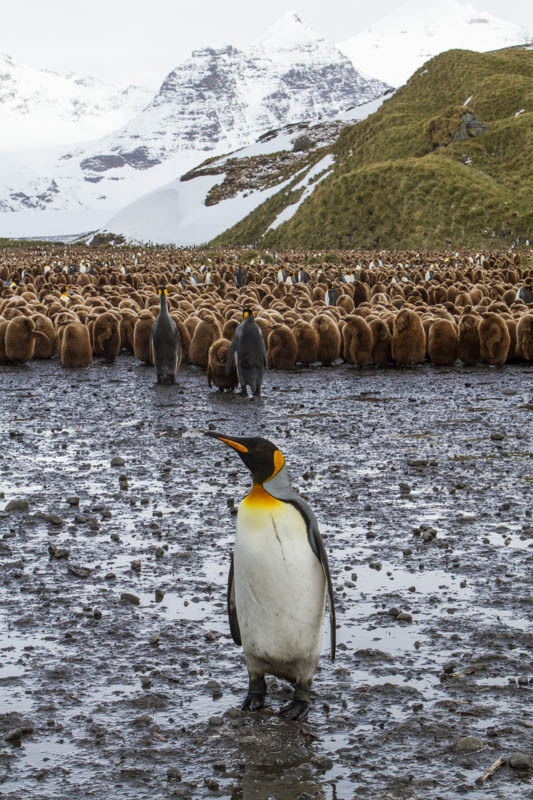 King Penguin Colony