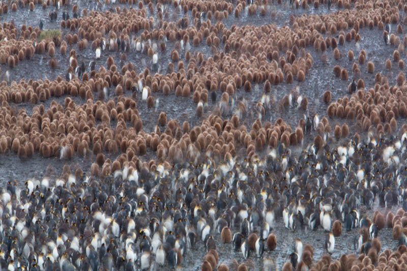 King Penguin Colony