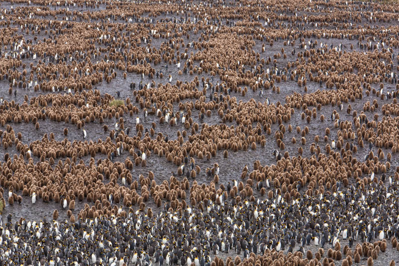 King Penguin Colony