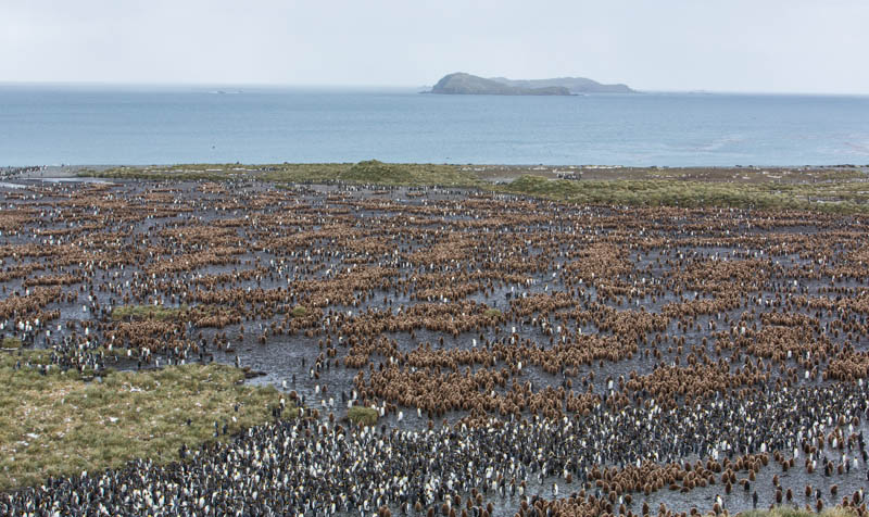 King Penguin Colony