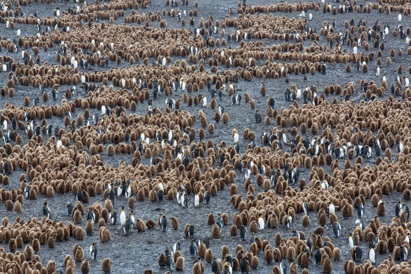 King Penguin Colony