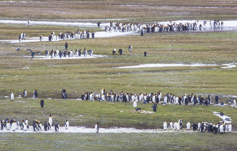 King Penguins