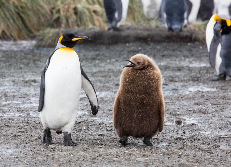 King Penguin And Chick