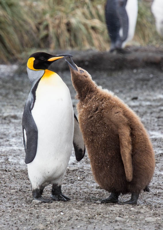 King Penguin And Chick