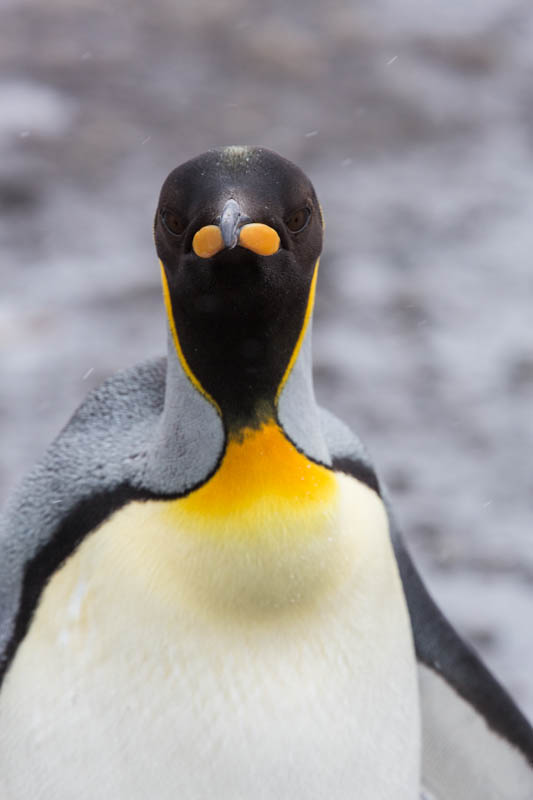 King Penguin