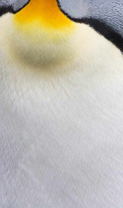 King Penguin Feather Detail