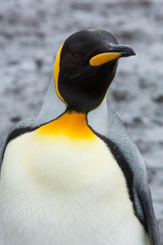 King Penguin