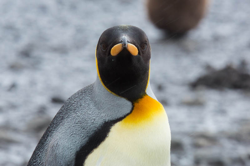 King Penguin