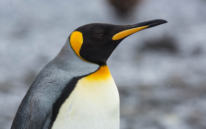 King Penguin