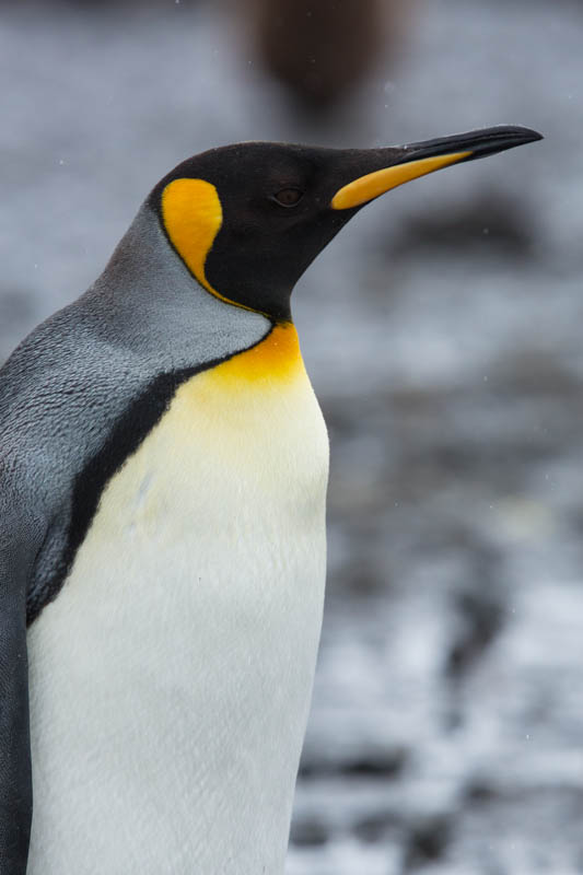 King Penguin