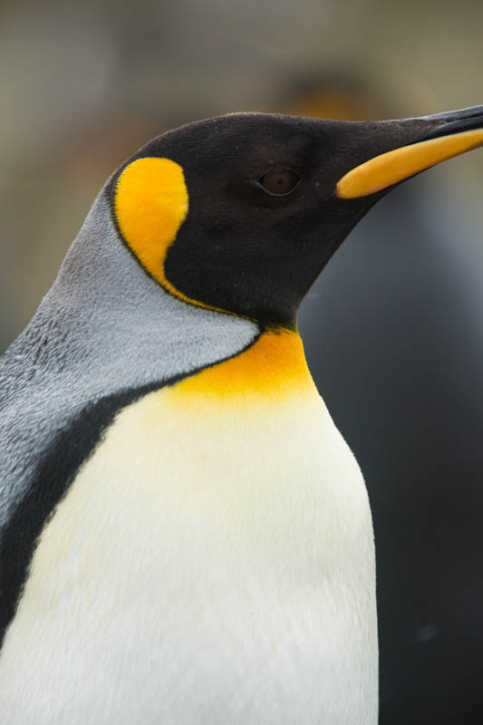 King Penguin