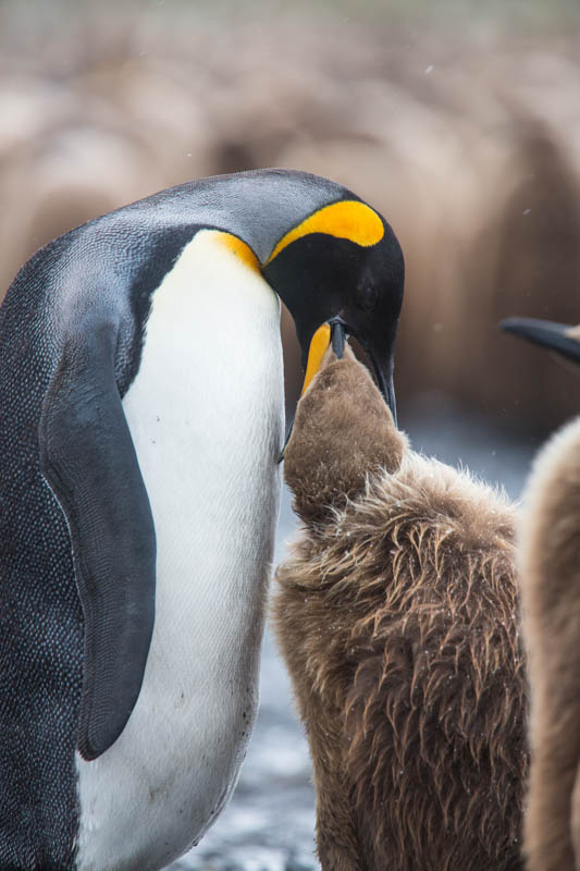 King Penguin Feeding Chick