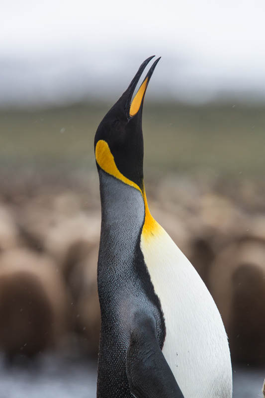 King Penguin