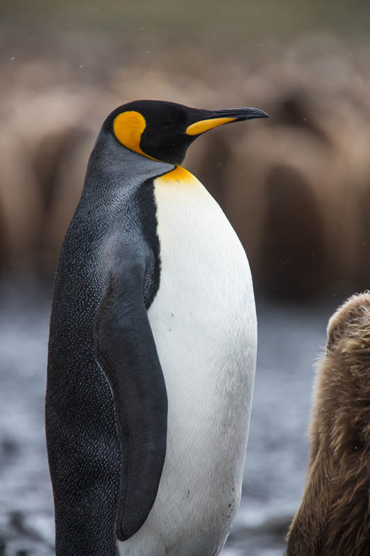 King Penguin