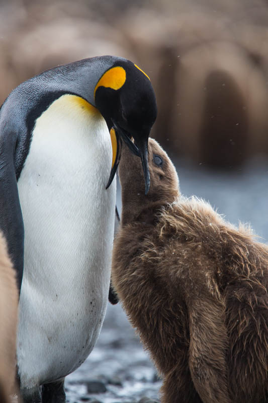 King Penguin Feeding Chick