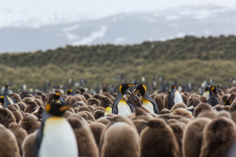 King Penguins In Colony