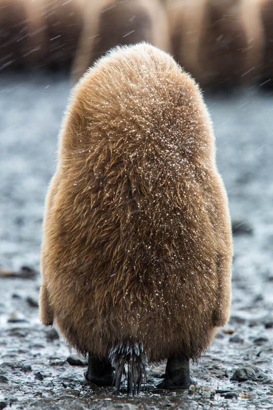 King Penguin Chick