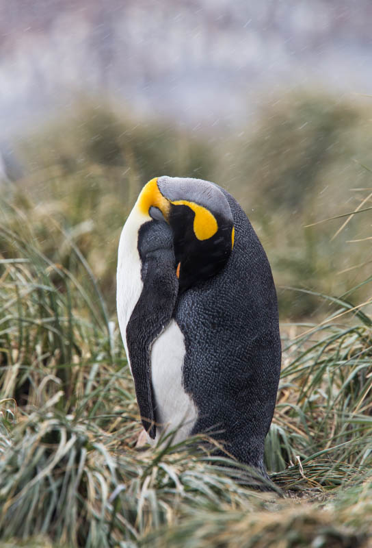 King Penguin