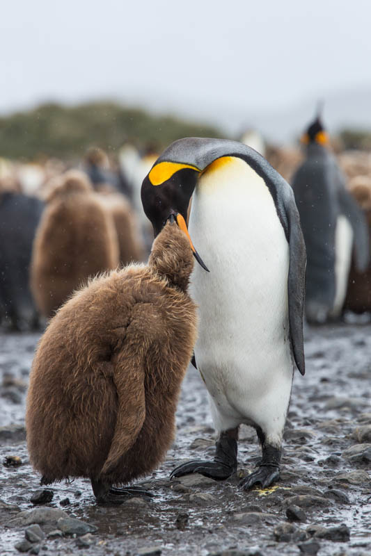 King Penguin Feeding Chick