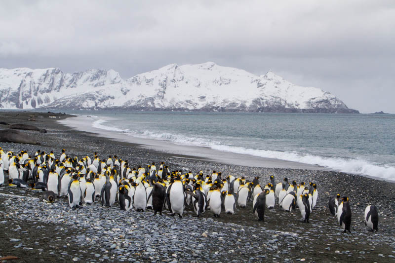 King Penguins On Beach