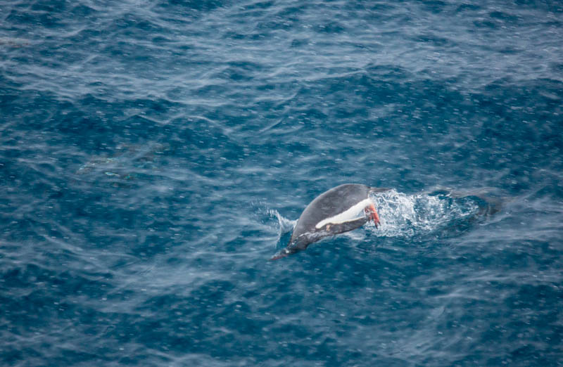 Gentoo Penguin Porpoising