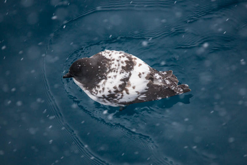 Cape Petrel