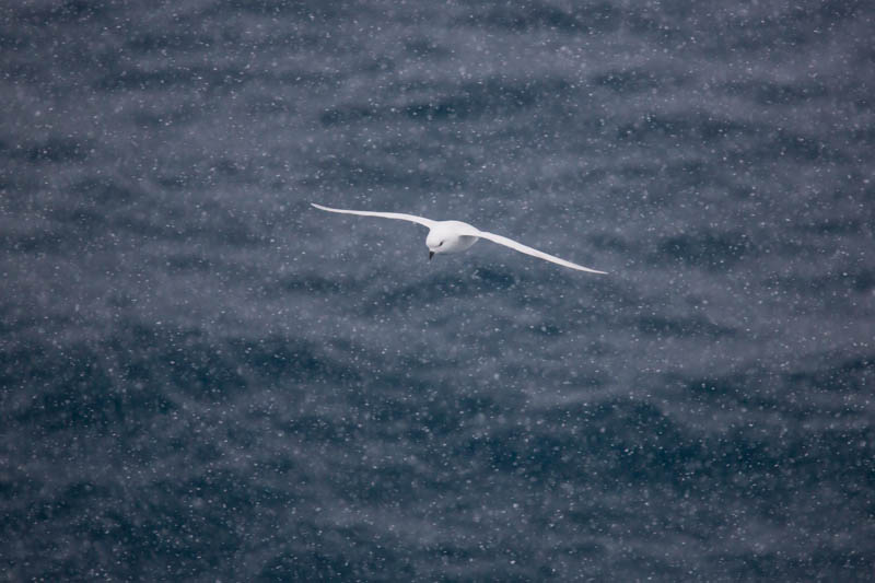 Snow Petrel In Flight