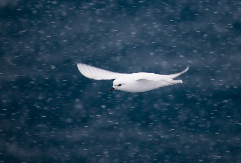 Snow Petrel In Flight