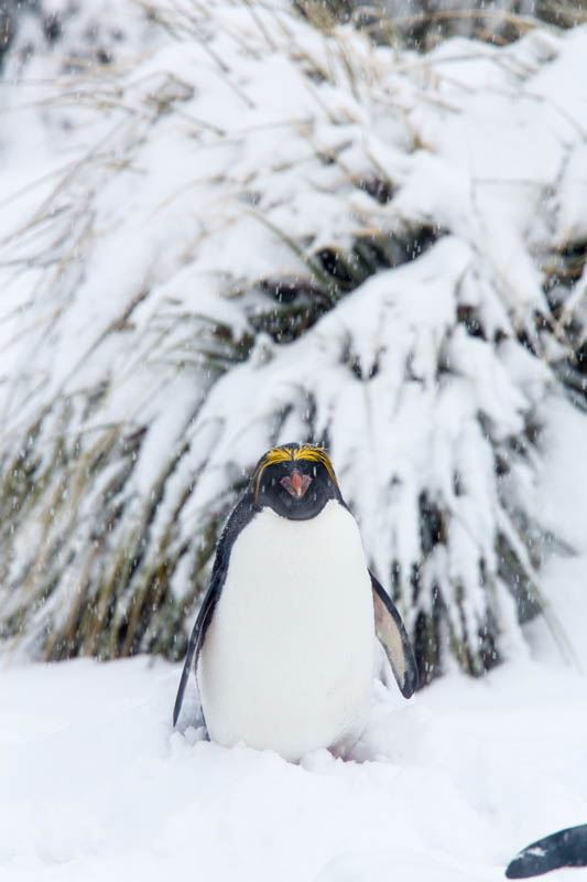 Macaroni Penguin