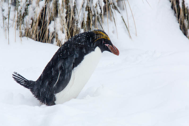 Macaroni Penguin