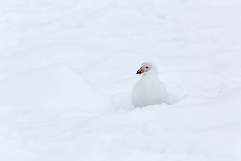 Pale-Faced Sheathbill