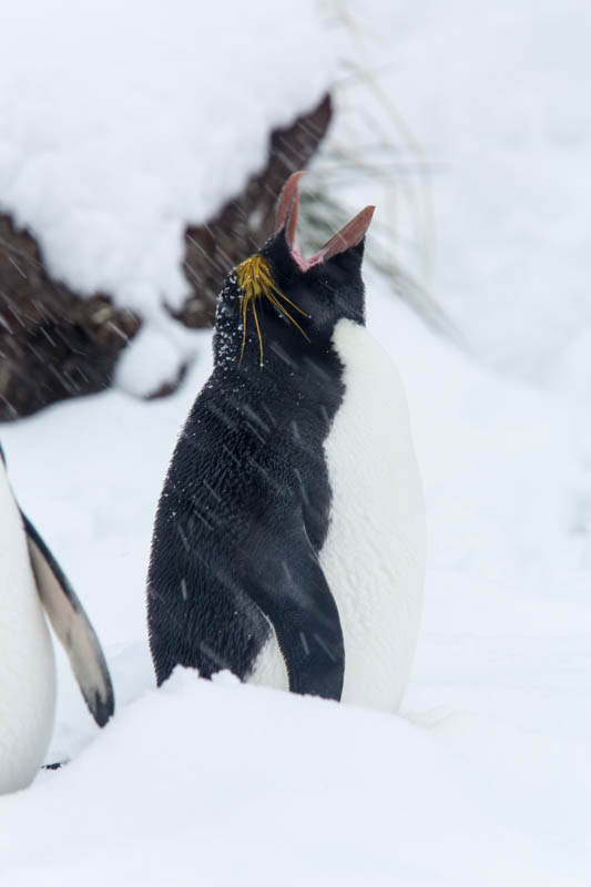 Macaroni Penguin