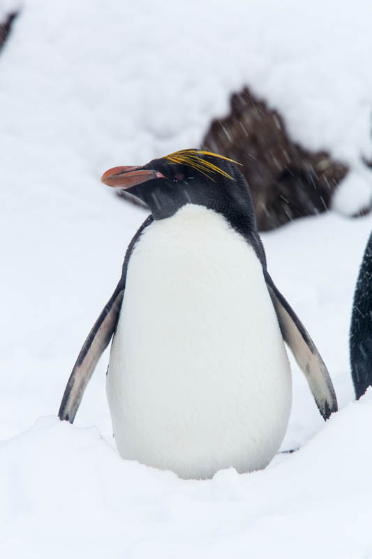 Macaroni Penguin