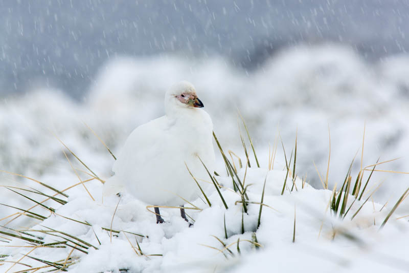 Pale-Faced Sheathbill