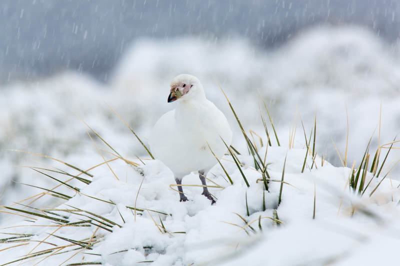 Pale-Faced Sheathbill