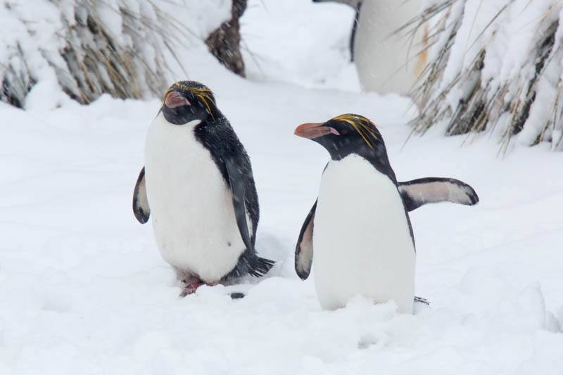 Rockhopper Penguins