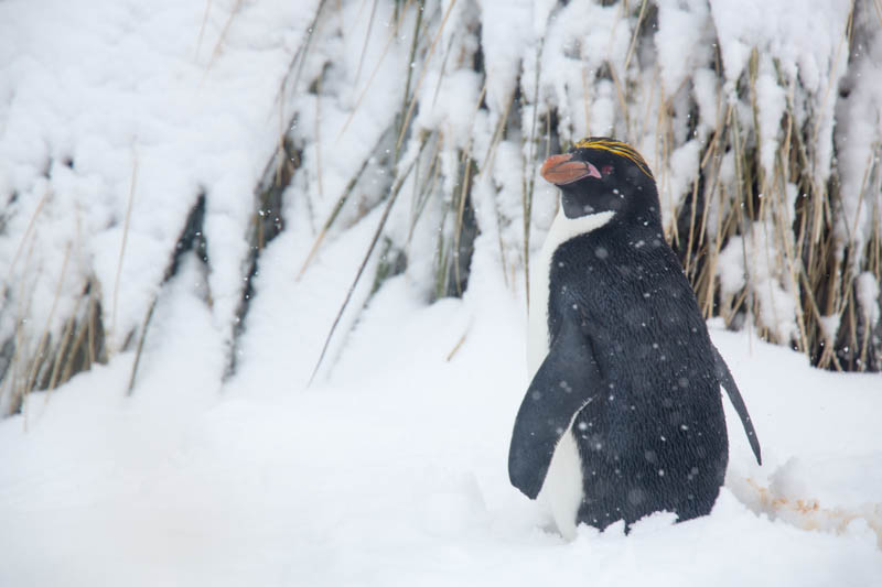 Rockhopper Penguin