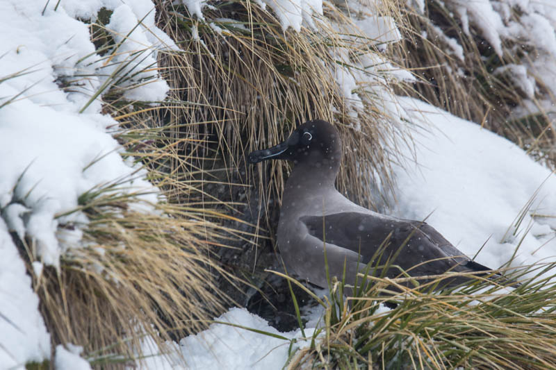 Light-Mantled Sooty Albatross